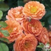 Adobe Sunrise™ -HEIRLOOM ROSES Sales adobe sunrise 1