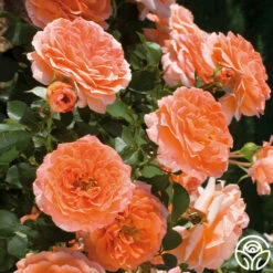 Adobe Sunrise™ -HEIRLOOM ROSES Sales adobe sunrise 3