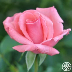 Agatha Christie -HEIRLOOM ROSES Sales agatha christie logo 02