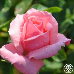 Agatha Christie -HEIRLOOM ROSES Sales agatha christie logo 04