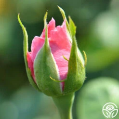 Agatha Christie -HEIRLOOM ROSES Sales agatha christie logo 05