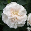 Alba Maxima -HEIRLOOM ROSES Sales alba maxima 1 5