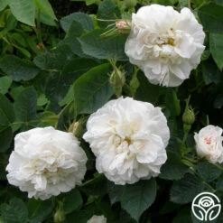 Alba Maxima -HEIRLOOM ROSES Sales alba maxima 3 5