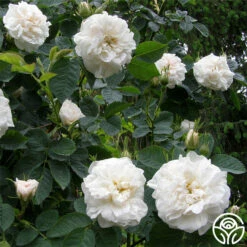 Alba Maxima -HEIRLOOM ROSES Sales alba maxima 4 1