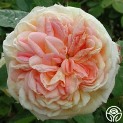 Alchymist 21 Alchymist -HEIRLOOM ROSES Sales alchymist logo 01