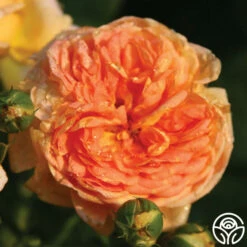 Alchymist 24 Alchymist -HEIRLOOM ROSES Sales alchymist logo 03
