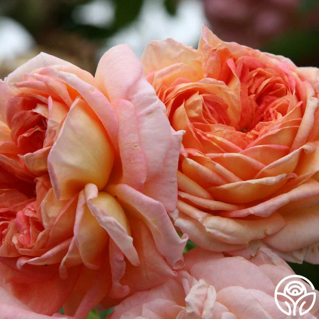 Alchymist 13 Alchymist - Image 11