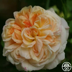 Alchymist 27 Alchymist -HEIRLOOM ROSES Sales alchymist logo 05