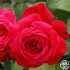 Alec's Red® -HEIRLOOM ROSES Sales alecs red 1 1
