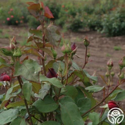 Alec's Red® 27 Alec's Red® -HEIRLOOM ROSES Sales alecs red 5 7