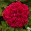 Alfred Colomb -HEIRLOOM ROSES Sales alfred colomb 2 1 1