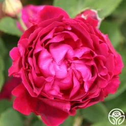 Alfred Colomb -HEIRLOOM ROSES Sales alfred colomb 3 5