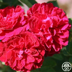 Alfred Colomb -HEIRLOOM ROSES Sales alfred colomb 4 5