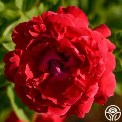 Alfred Colomb -HEIRLOOM ROSES Sales alfred colomb 5 5