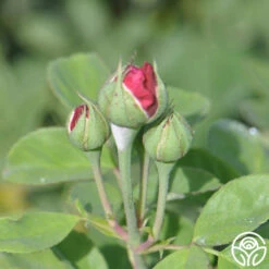 Alfred Colomb -HEIRLOOM ROSES Sales alfred colomb 7