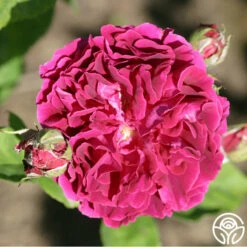Alfred Colomb -HEIRLOOM ROSES Sales alfred colomb 8 1