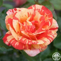 Alfred Sisley -HEIRLOOM ROSES Sales alfred sisley 2 1