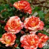 Alfred Sisley 1 Alfred Sisley -HEIRLOOM ROSES Sales alfred sisley 3 1