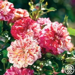 All-American Magic™ -HEIRLOOM ROSES Sales all american magic 3 1
