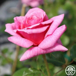 Aloha -HEIRLOOM ROSES Sales aloha logo 03