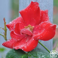 Altissimo® 13 Altissimo® -HEIRLOOM ROSES Sales altissimo logo 02