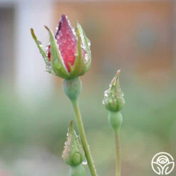 Altissimo® 15 Altissimo® -HEIRLOOM ROSES Sales altissimo logo 03