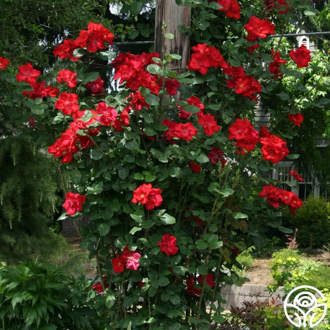 Altissimo® 4 Altissimo® - Image 2