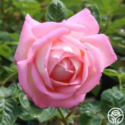 Amazing Grace™ 28 Amazing Grace™ -HEIRLOOM ROSES Sales amazing grace 10 1