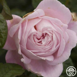 Amazing Grace™ 24 Amazing Grace™ -HEIRLOOM ROSES Sales amazing grace 1 1