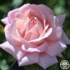 Amazing Grace™ -HEIRLOOM ROSES Sales amazing grace 2 1 4