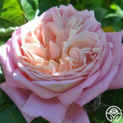 Amazing Grace™ 23 Amazing Grace™ -HEIRLOOM ROSES Sales amazing grace 3 1 4