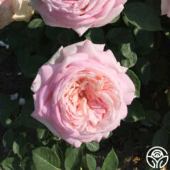 Amazing Grace™ 22 Amazing Grace™ -HEIRLOOM ROSES Sales amazing grace 7 1