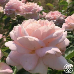 Amazing Grace™ 29 Amazing Grace™ -HEIRLOOM ROSES Sales amazing grace 8 1