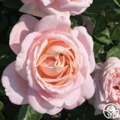 Amazing Grace™ 25 Amazing Grace™ -HEIRLOOM ROSES Sales amazing grace 9 1