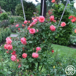 America™ -HEIRLOOM ROSES Sales america 11