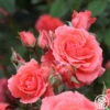 America™ 2 America™ -HEIRLOOM ROSES Sales america 12
