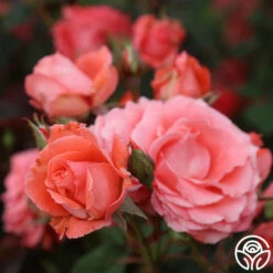 America™ -HEIRLOOM ROSES Sales america 13