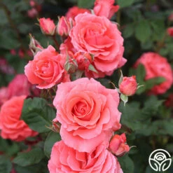 America™ -HEIRLOOM ROSES Sales america 15