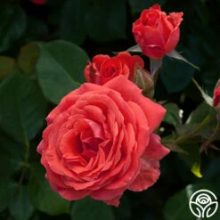America™ -HEIRLOOM ROSES Sales america 1 8