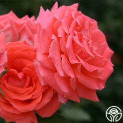 America™ -HEIRLOOM ROSES Sales america 5 8