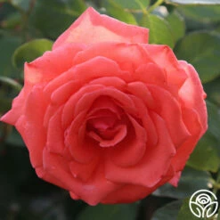 America™ -HEIRLOOM ROSES Sales america 7 1