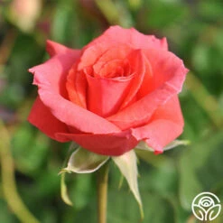 America™ -HEIRLOOM ROSES Sales america 8