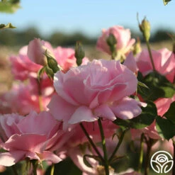 Amiga Mia 11 Amiga Mia -HEIRLOOM ROSES Sales amiga mia 24