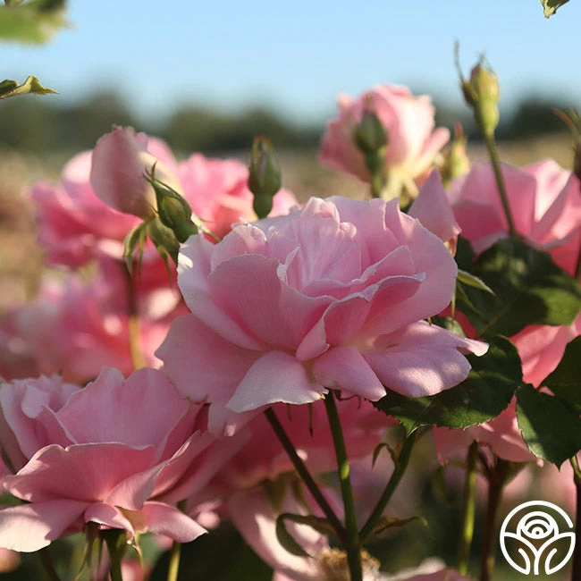 Amiga Mia 7 Amiga Mia - Image 5