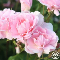 Amiga Mia 10 Amiga Mia -HEIRLOOM ROSES Sales amiga mia 25