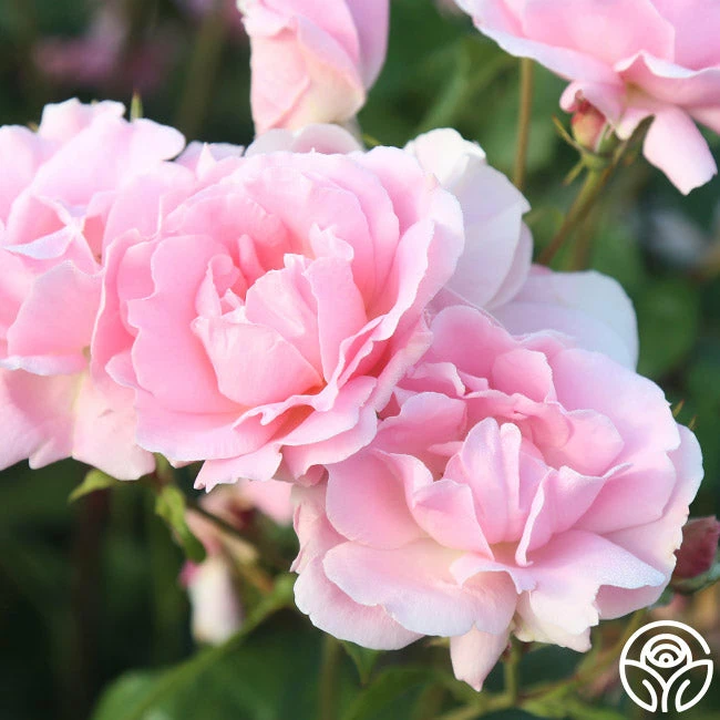 Amiga Mia 6 Amiga Mia - Image 4