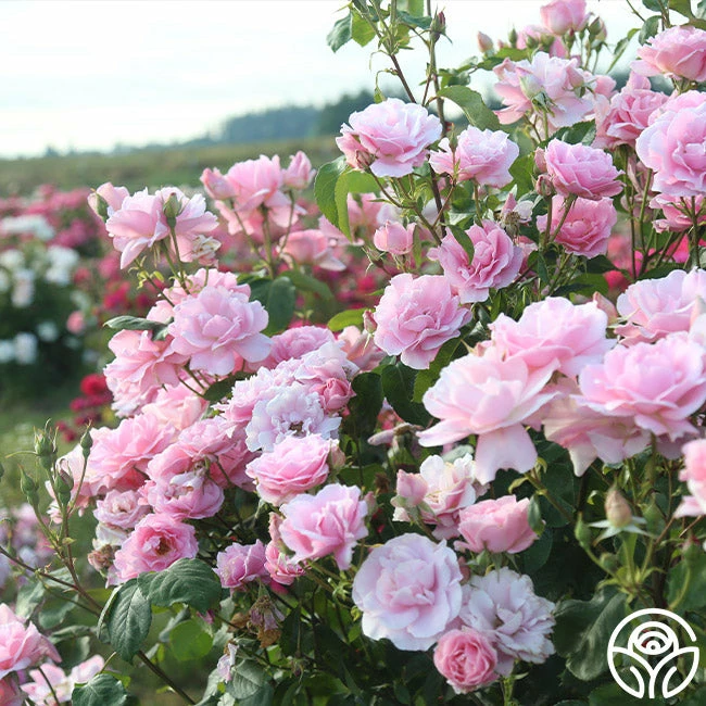 Amiga Mia 4 Amiga Mia - Image 2