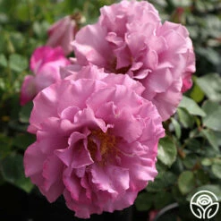 Angel Face -HEIRLOOM ROSES Sales angel face 2 1