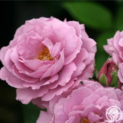 Angel Face -HEIRLOOM ROSES Sales angel face 5 1