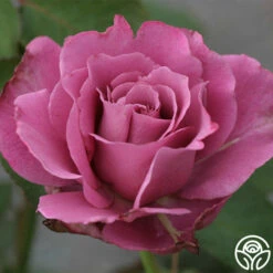 Angel Face -HEIRLOOM ROSES Sales angel face 6